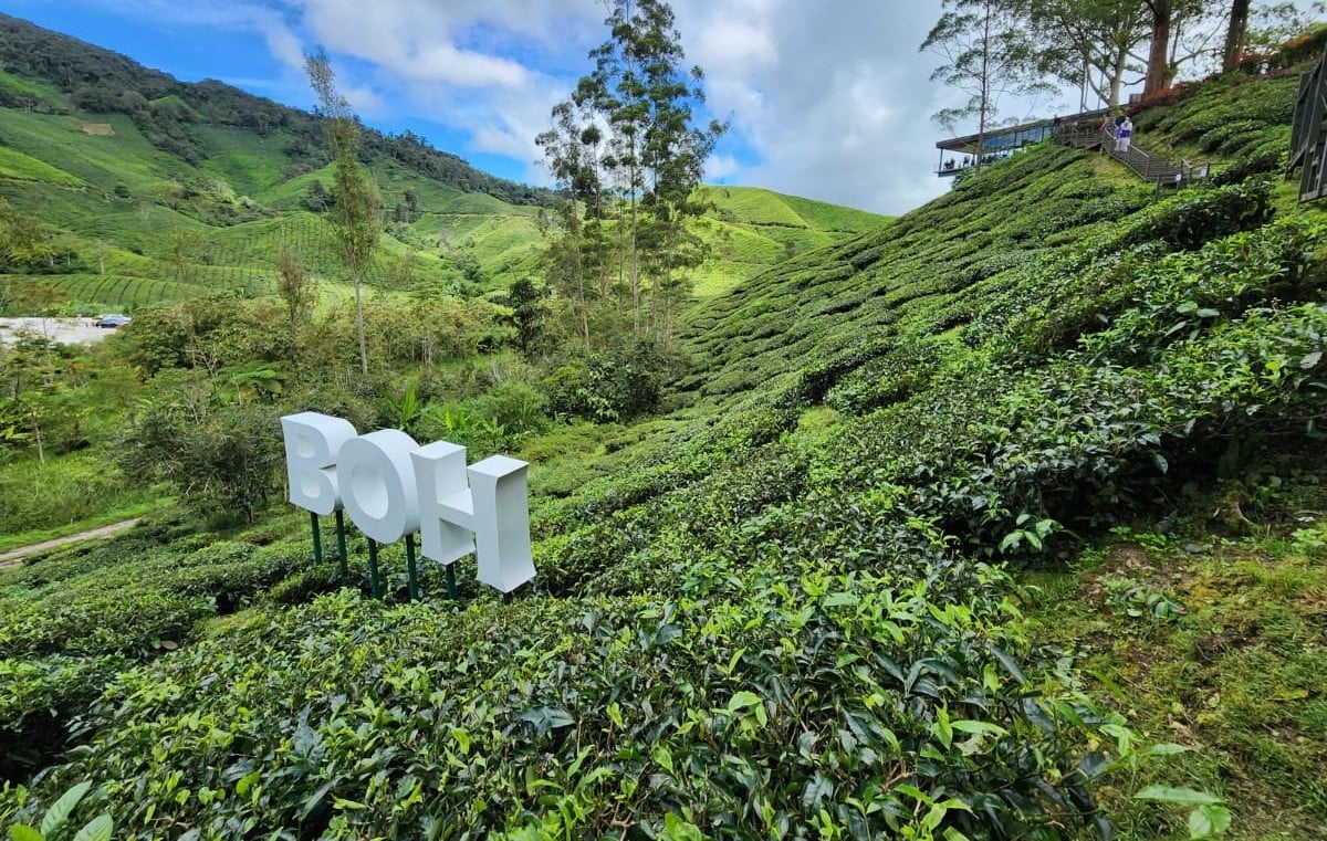 BOH Tea Plantation