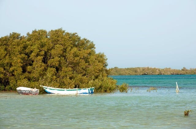 غابات المانجروف في محميه نبق