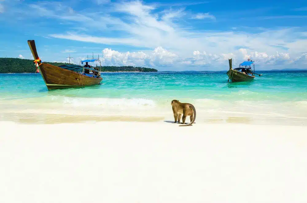 شاطئ القرود في كرابي