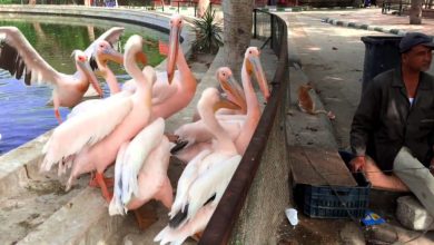 حديقة الحيوان بالاسكندرية