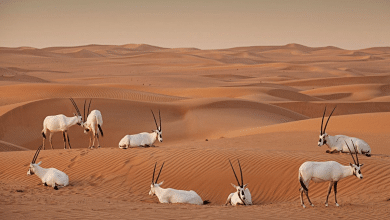 قطيع من المها العربي يتجول بحرية في المحمية مع لوحة إرشادية عن مشروع إعادة التوطين في الخلفية.
