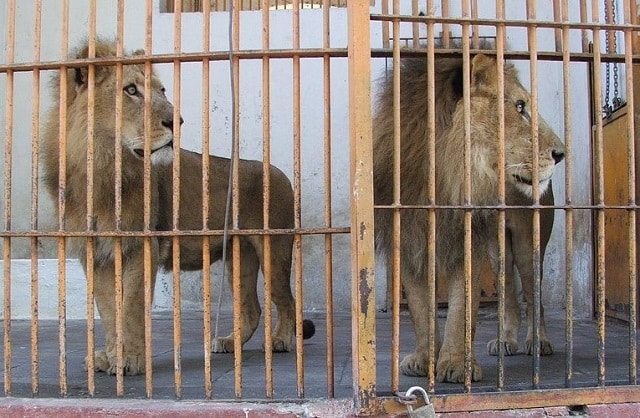 أقفاص الأسود في حديقة الجيزه