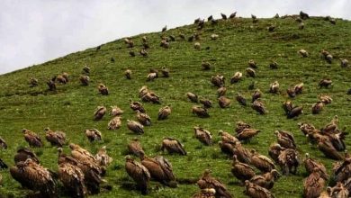 النسور المقدسة والجنازة السماوية