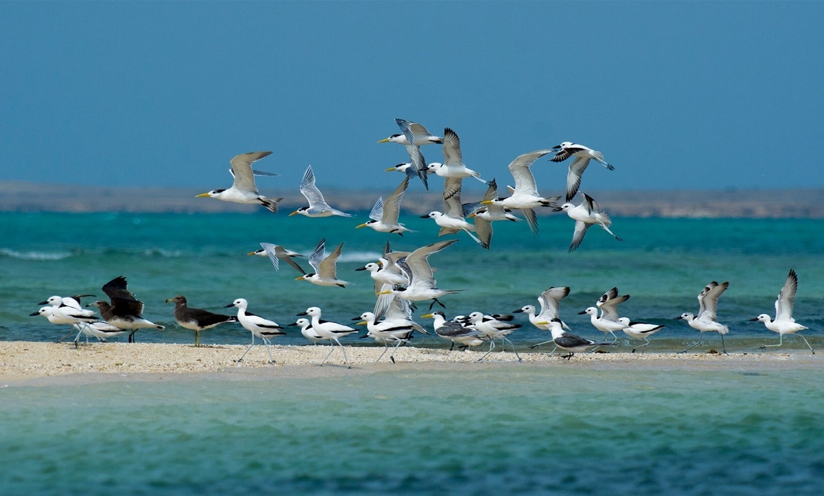 شاطئ جزيرة فرسان