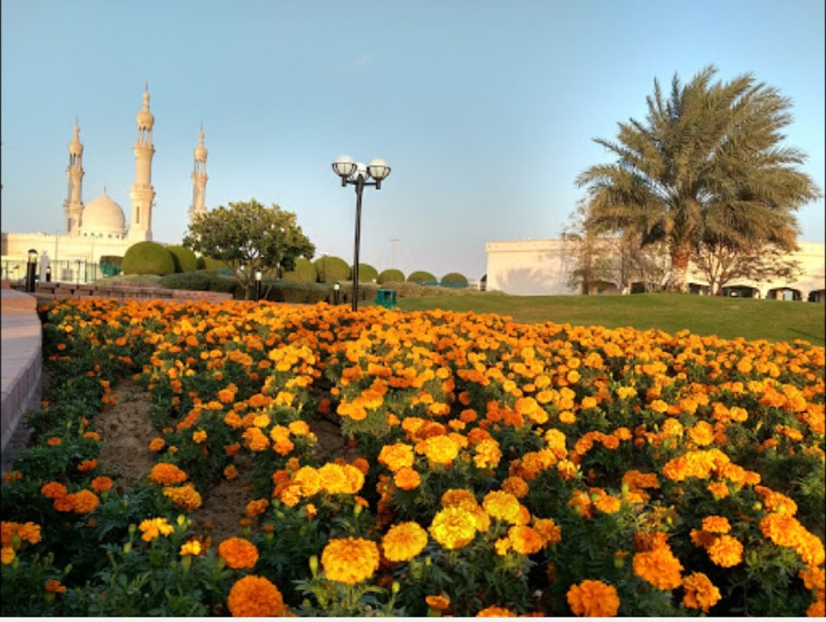 المساحات الخضراء في حديقة الباهيه