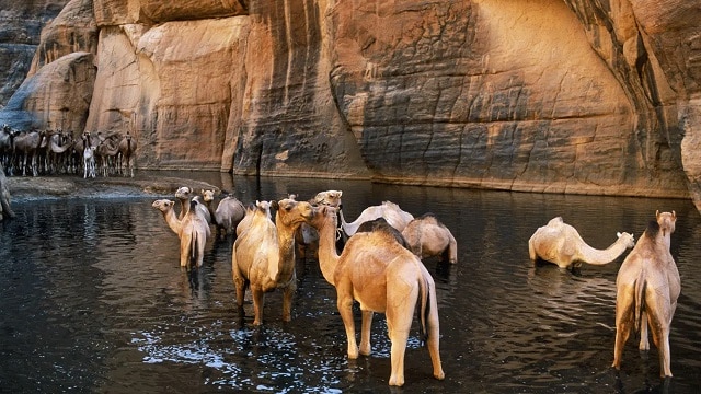 الحياة البرية في نجامينا
