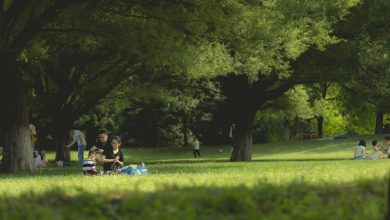 picnic