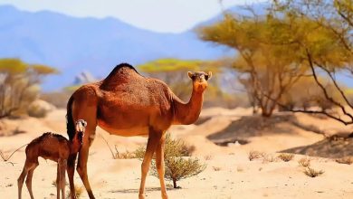 موقع مدينة بريدة