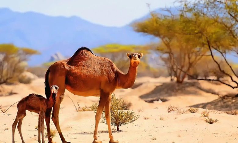 موقع مدينة بريدة