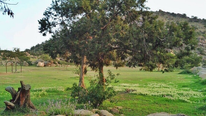 منتزه الأمير سلطان في أبها
