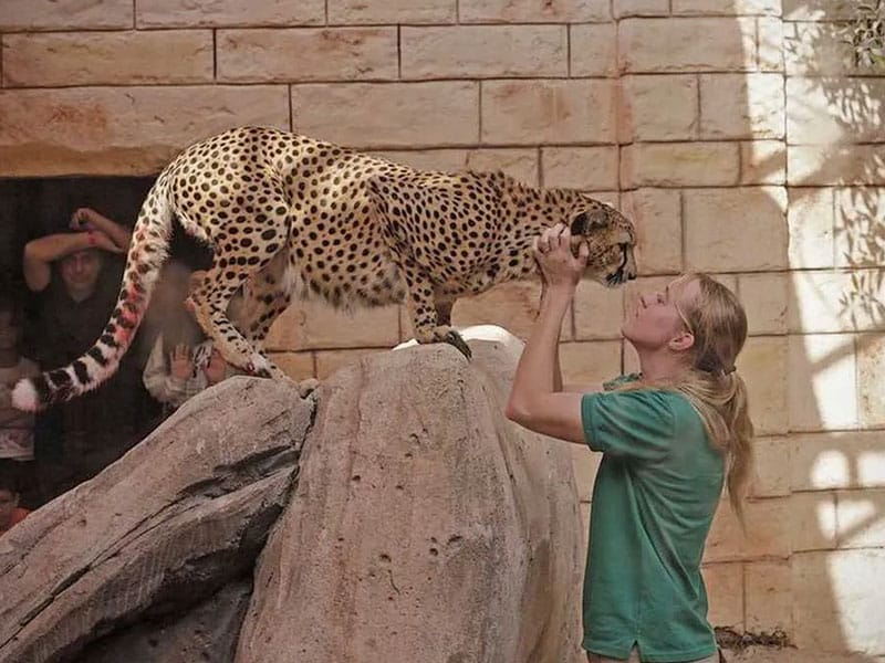 الفهود في حديقة أبو ظبي للحيوانات