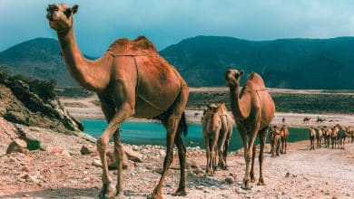 السفر الى صلالة في الخريف
