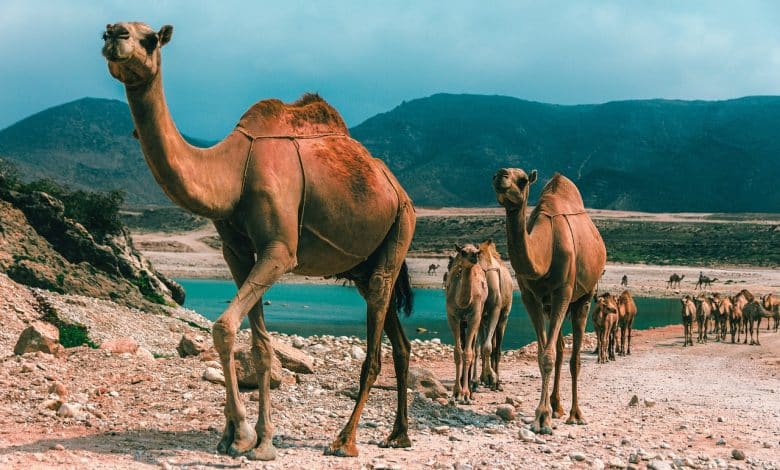 السفر الى صلالة في الخريف