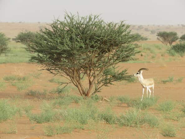 عروق بني معارض