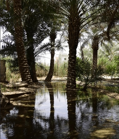 مناظر طبيعية خلابة في الأحساء