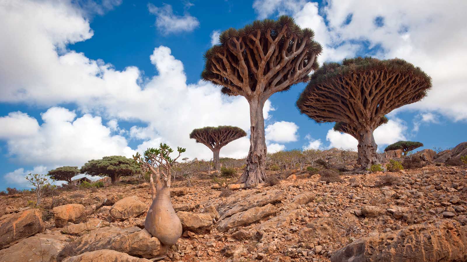 سقطري