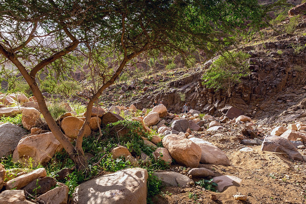 الطبيعة والحياة البرية في حلايب وشلاتين