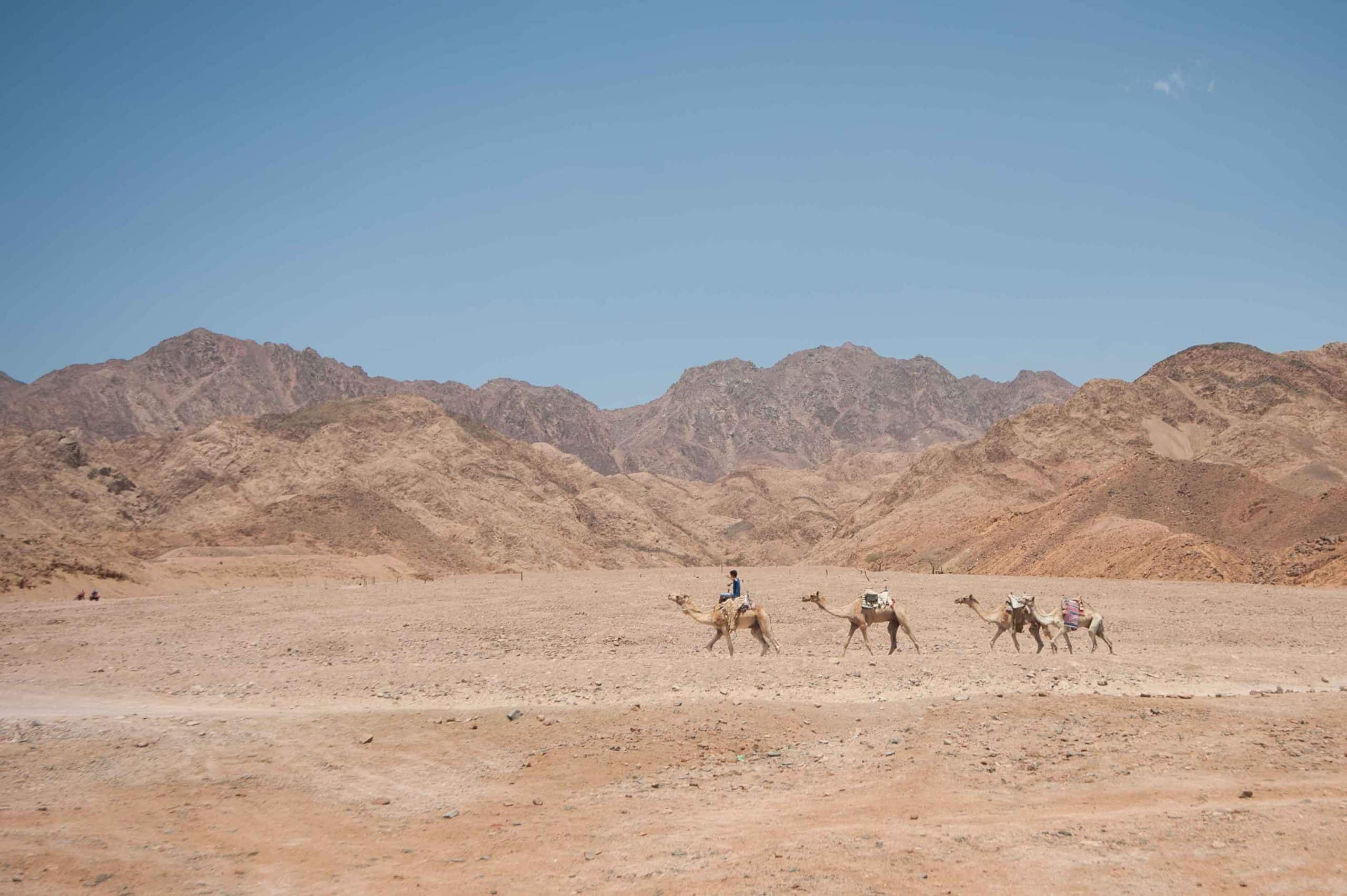 سفاري ركوب الجمال في محمية ابو جالوم
