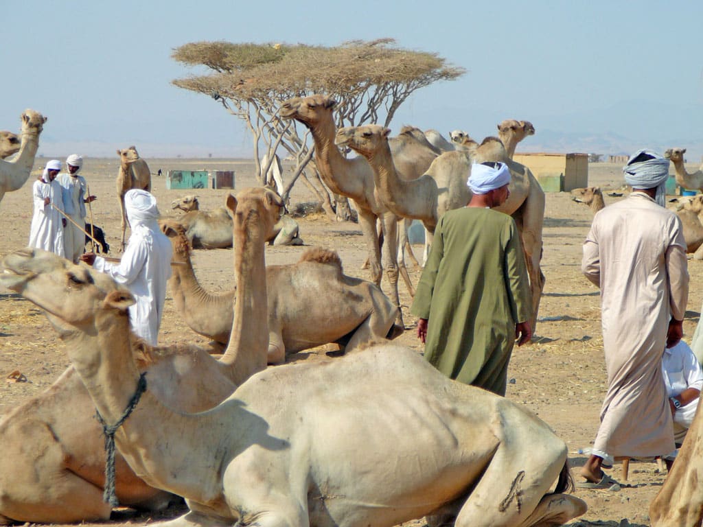 سوق الجمال في شلاتين