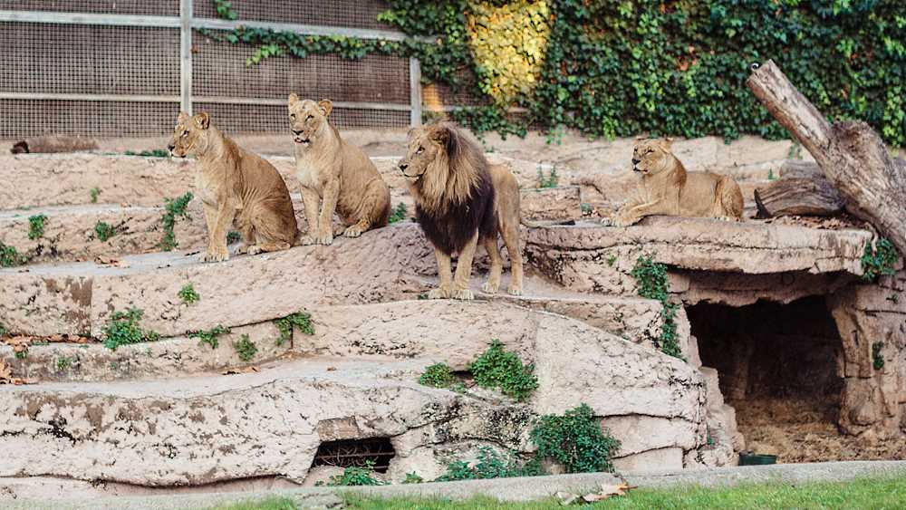 حديقة حيوان برشلونة