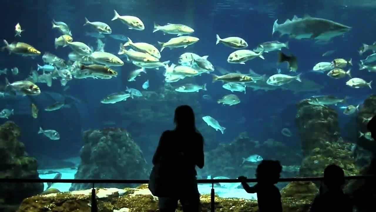 أسماك البحر الأبيض المتوسط داخل أكواريوم برشلونة في عرض مذهل