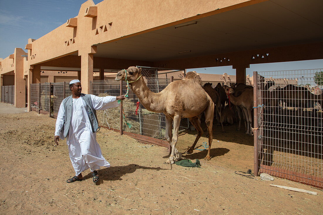 سوق الجمال في العين