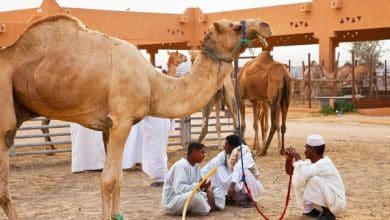 سوق الجمال في العين