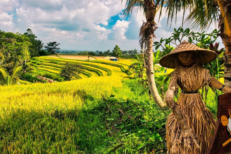 حقول الأرز المدرجة في جاتيلوويه (Jatiluwih Rice Terraces) في بالي بإندونيسيا بمناظر طبيعية خضراء متدرجة تمتد على تلال خلابة – واحدة من أهم مواقع حقول الأرز التقليدية في الجزيرة