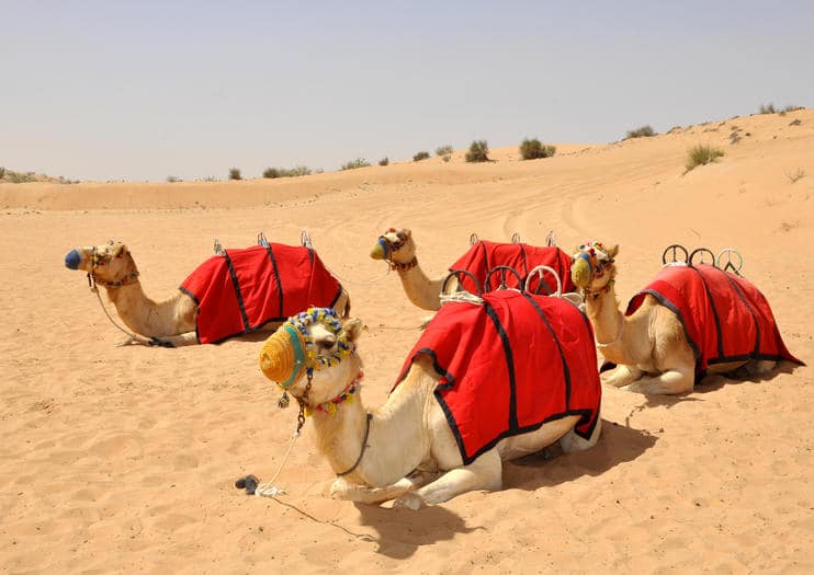 باقة من الإبل العربية داخل المحمية